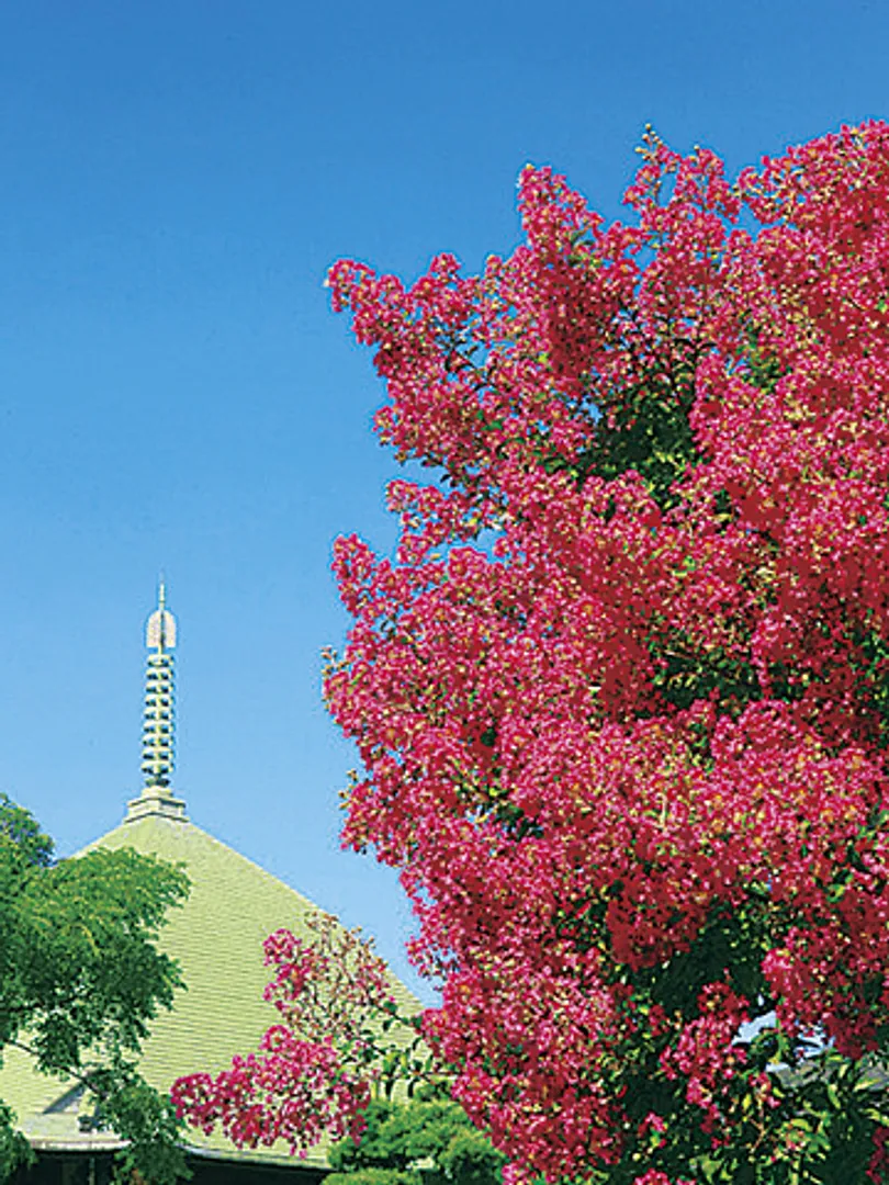 サルスベリは8～9月にかけて花を咲かせる