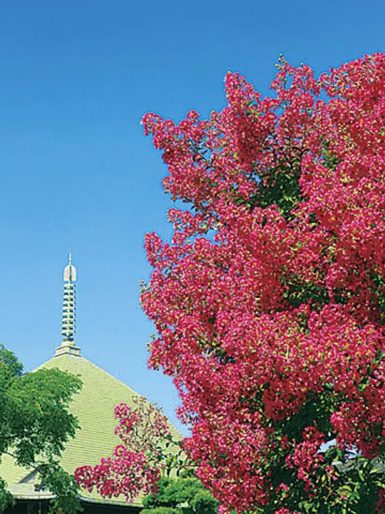 サルスベリは8～9月にかけて花を咲かせる