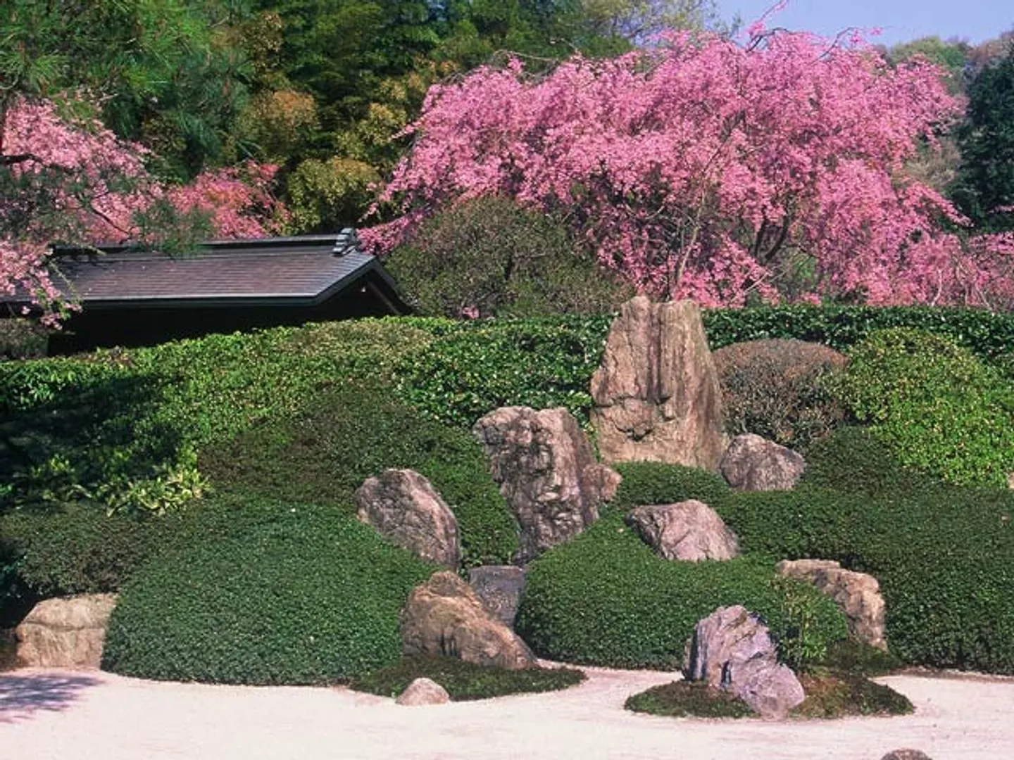 枝垂れ桜が見事な枯山水庭園