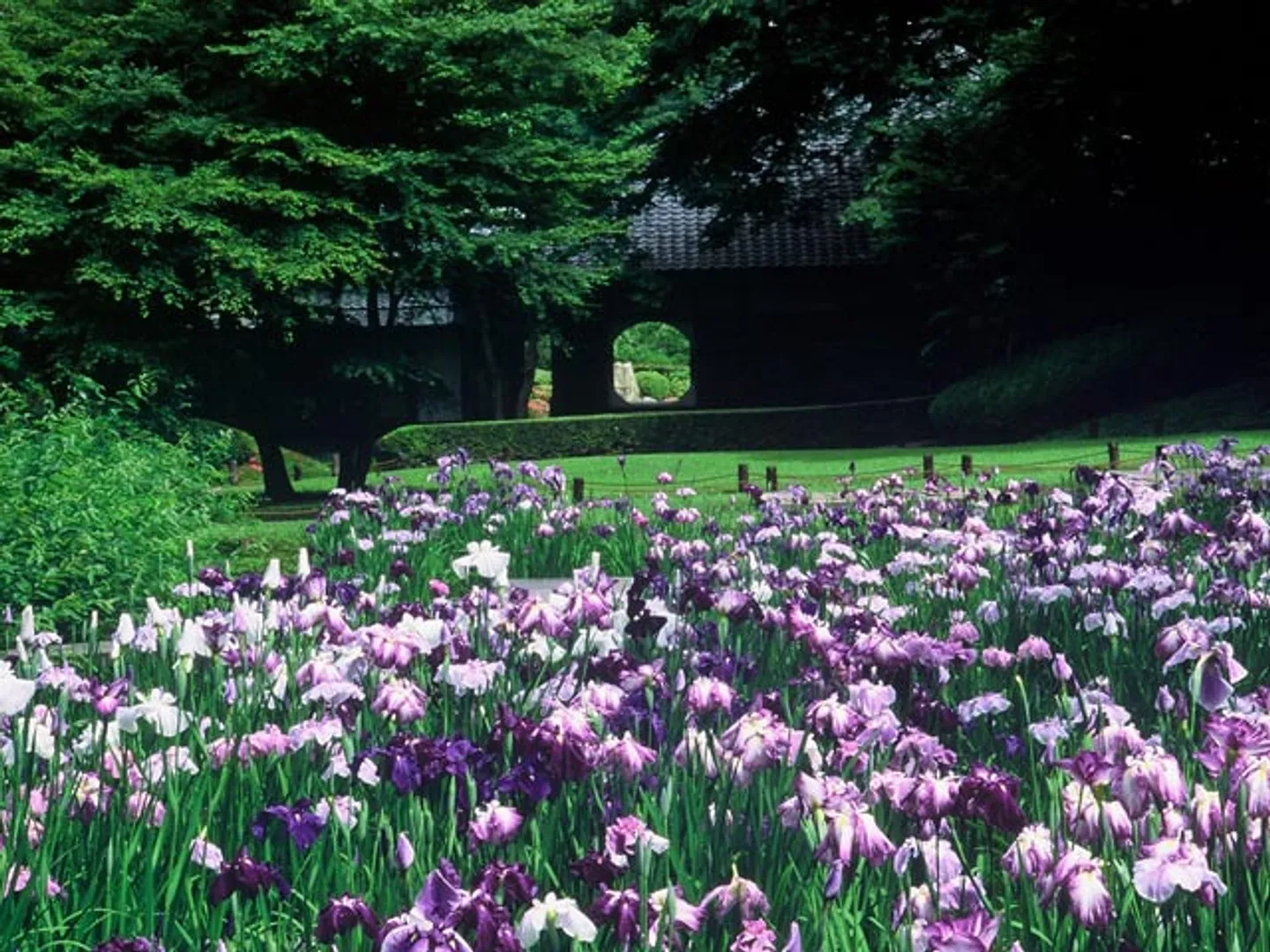 本堂後庭園のハナショウブ