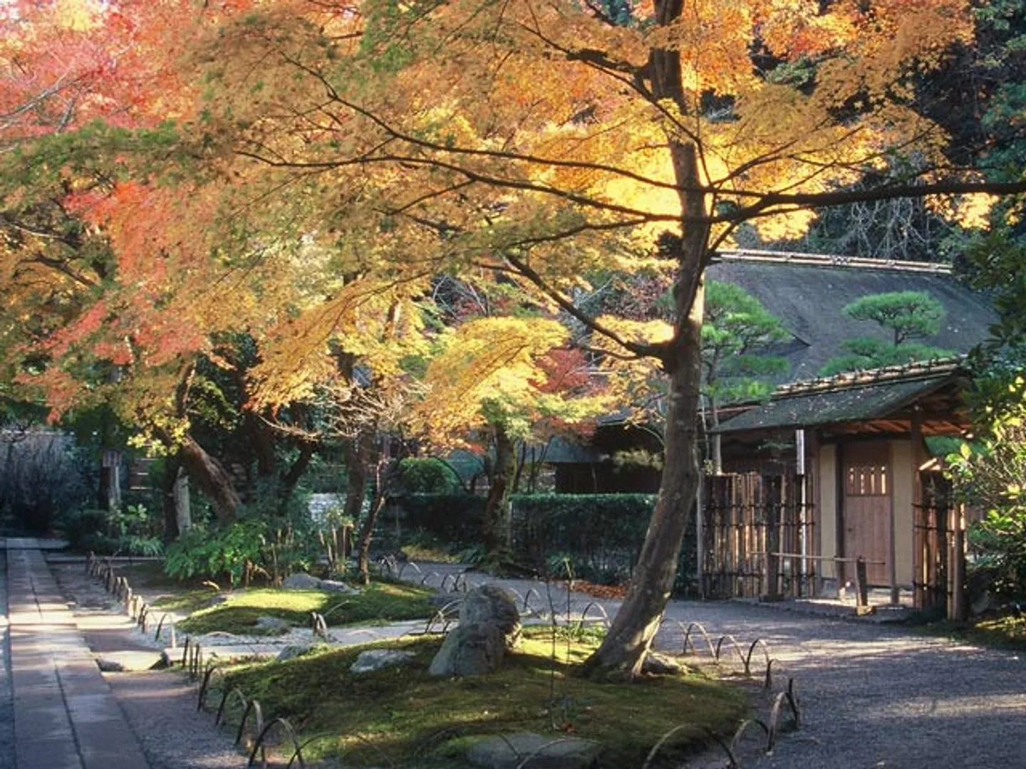 明月院境内にある茶所・月笑軒前の紅葉