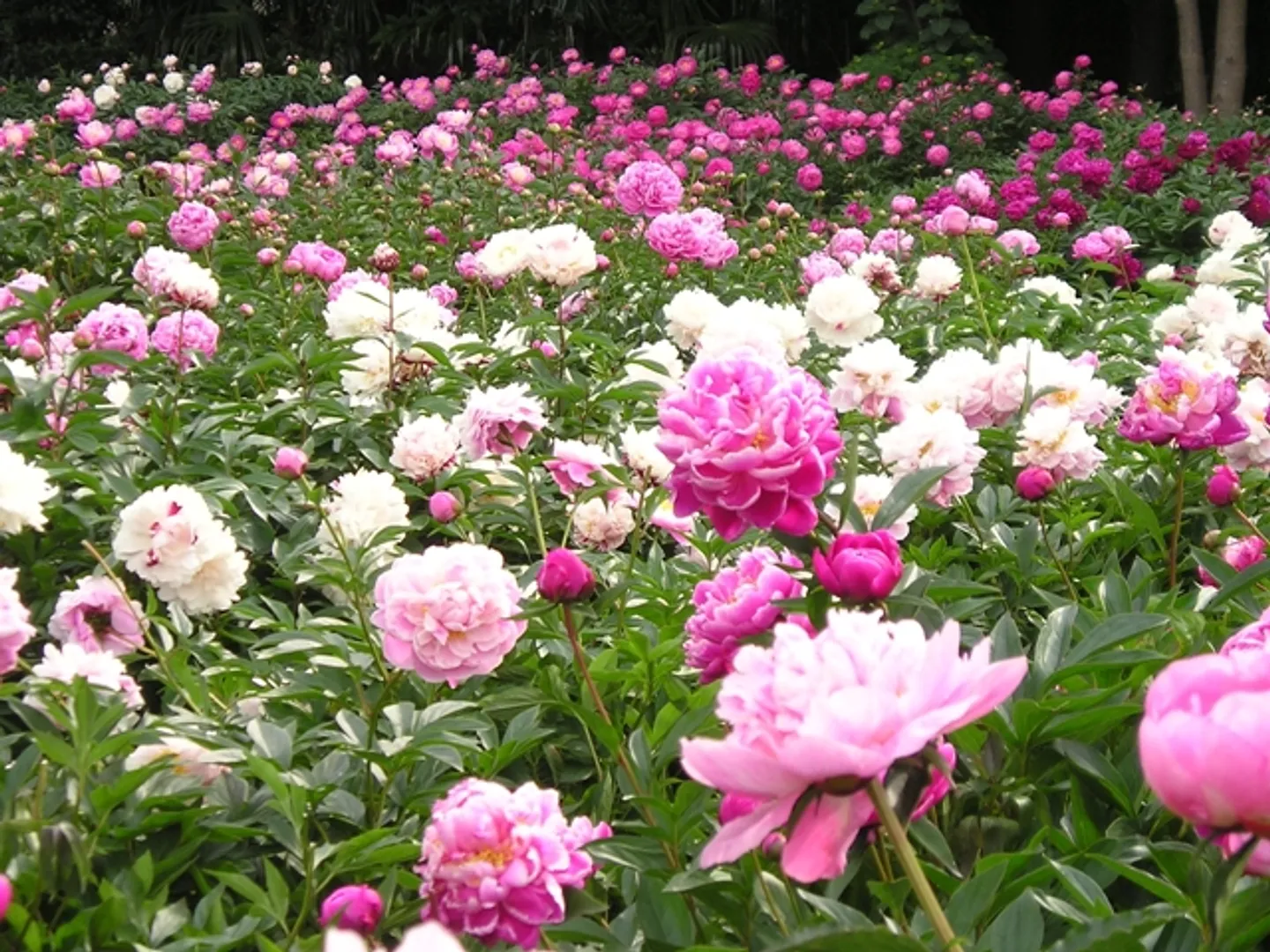 園内を季節の花々が彩る