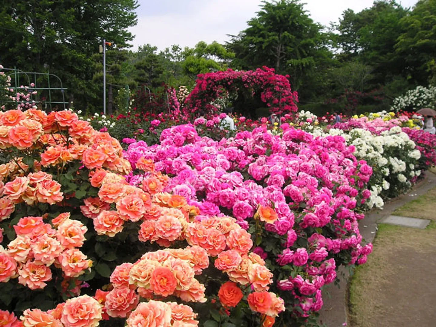 バラ園