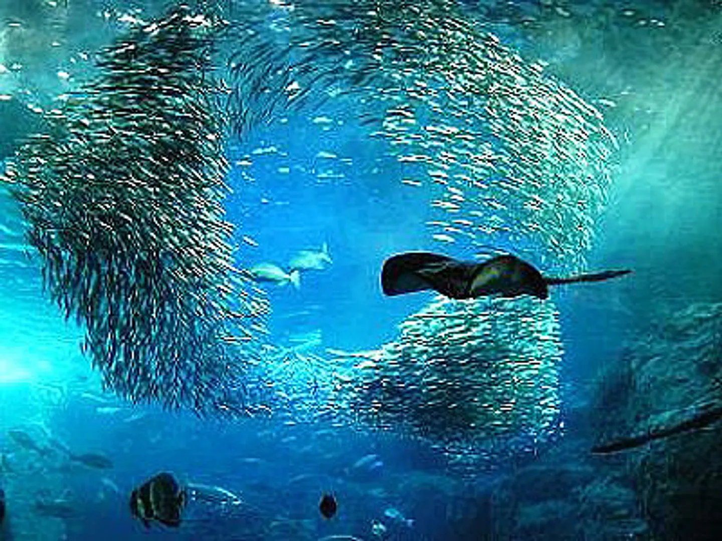 8000匹のマイワシの大群が泳ぐ「相模湾大水槽」