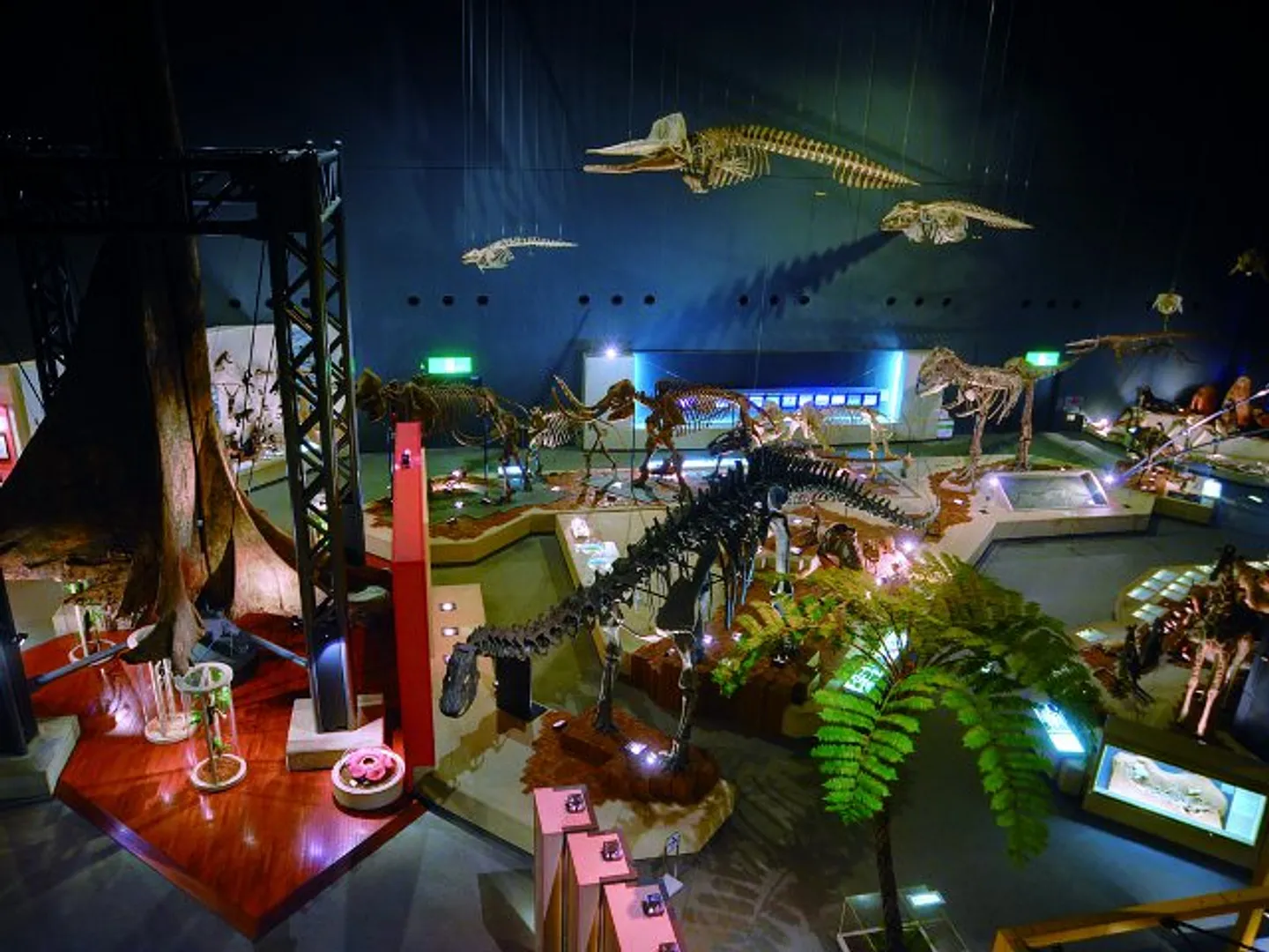 生命展示室(地球上のさまざまな環境に進出した生物や進化の過程を展示)