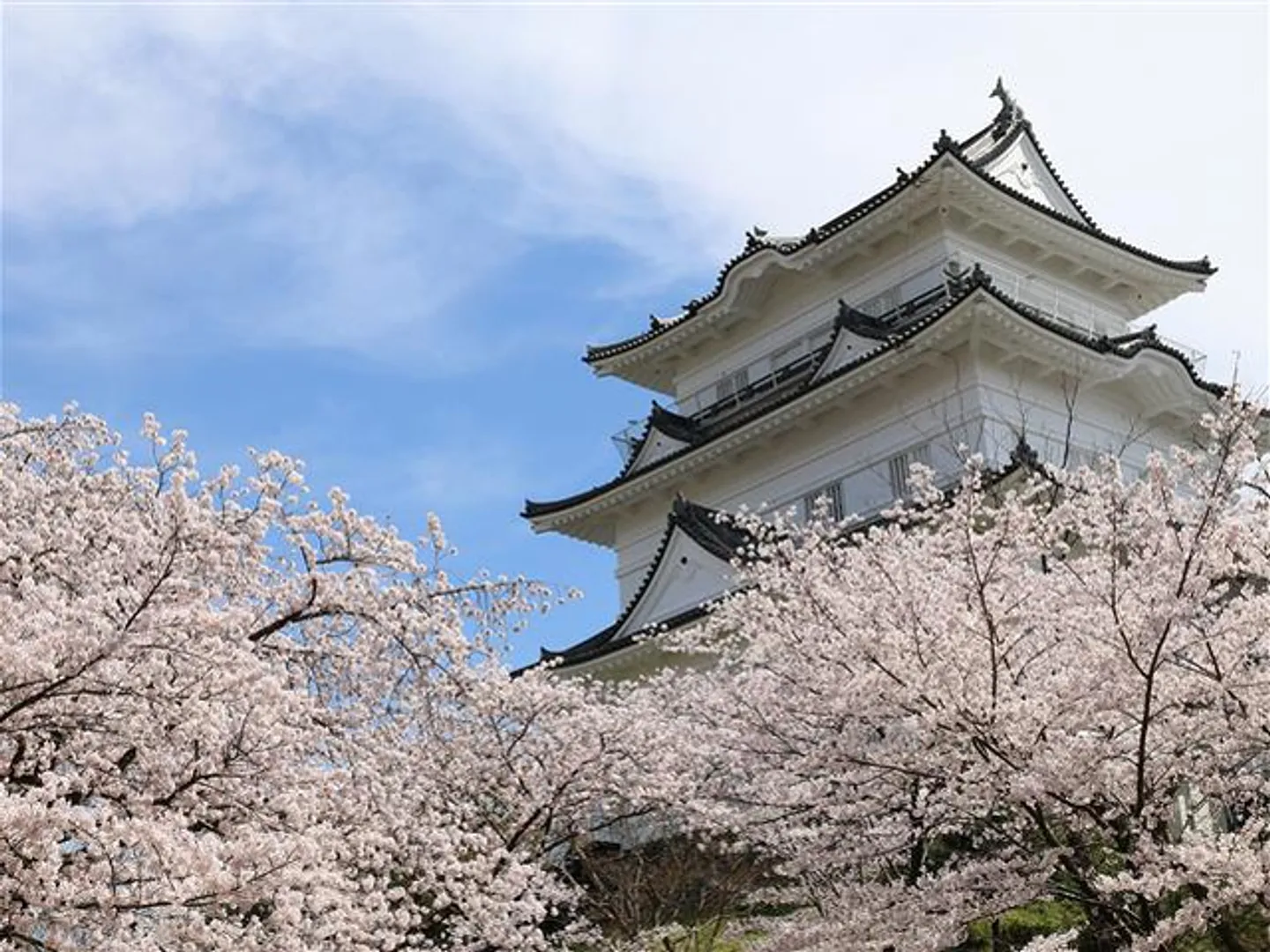 小田原城天守閣と桜