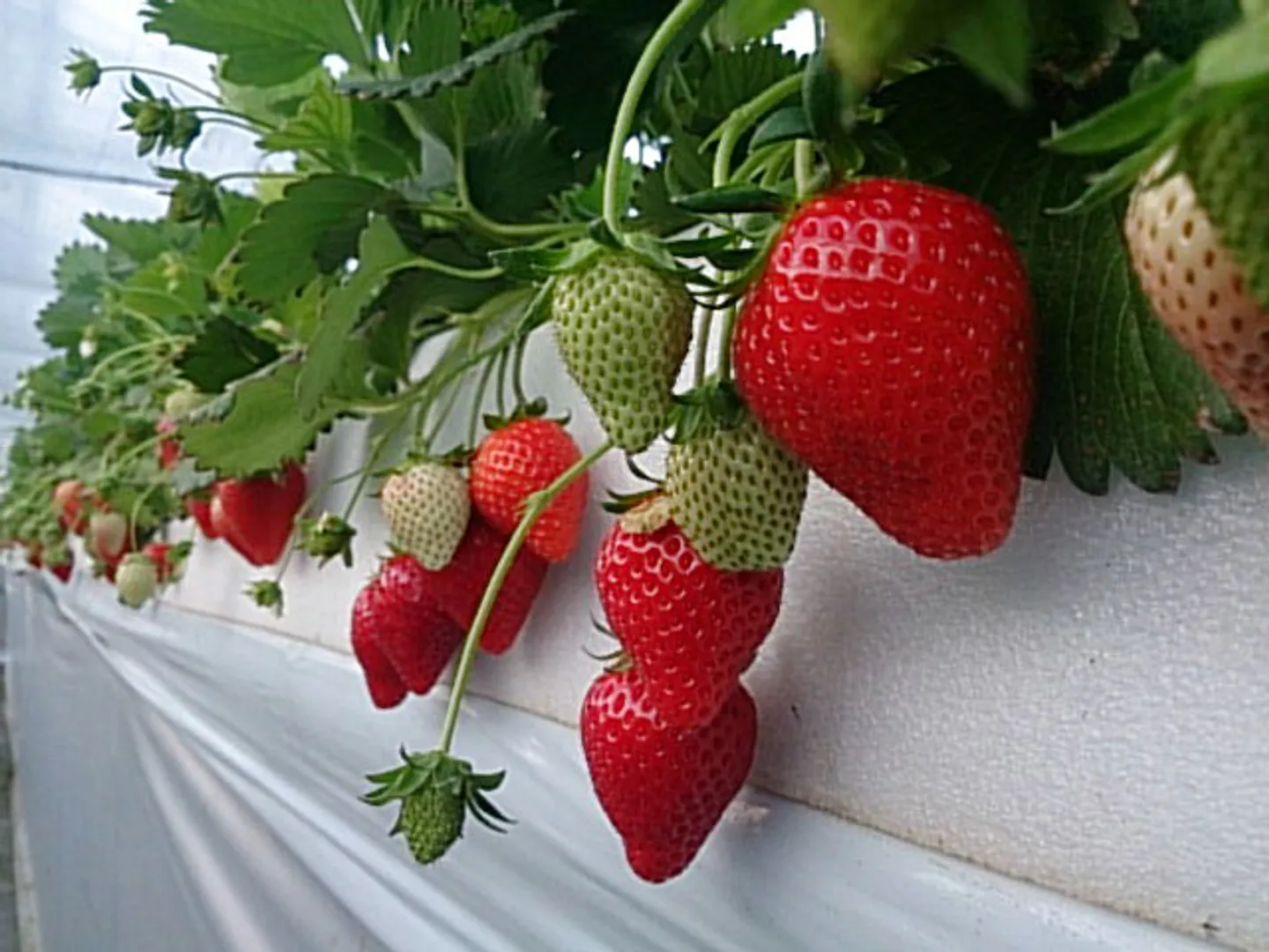 完熟しているイチゴはヘタのほうまで赤くツヤがある