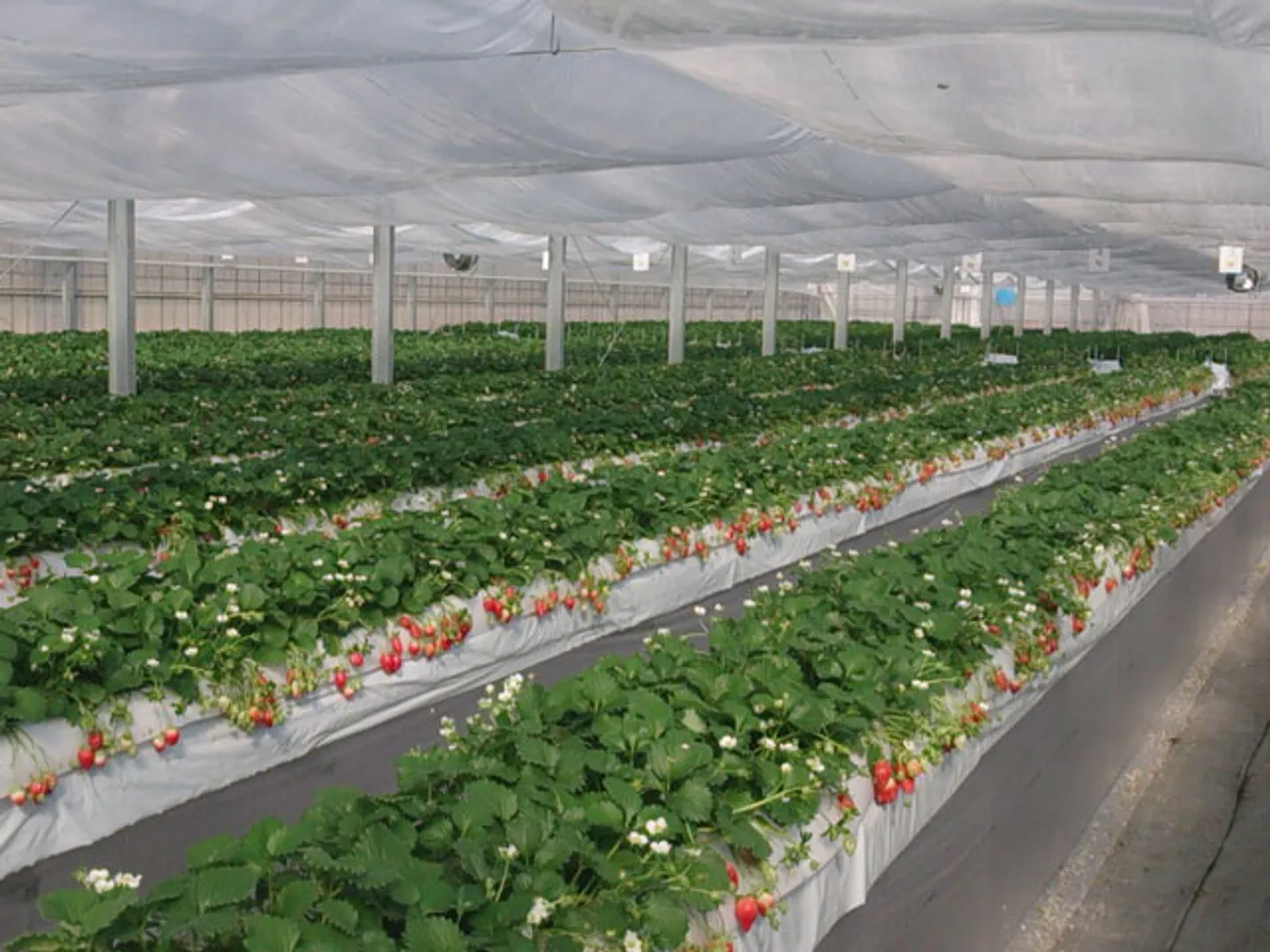 高設栽培のハウスはバリアフリーになっている