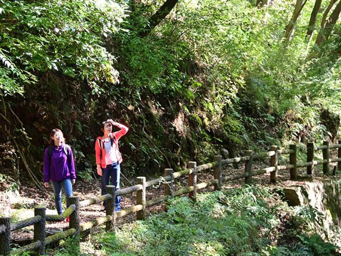 白山順社峠ハイキングコース