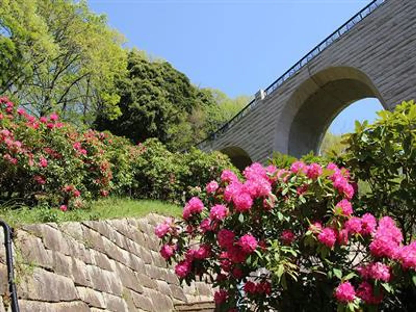 シャクナゲが美しい森のかけはし