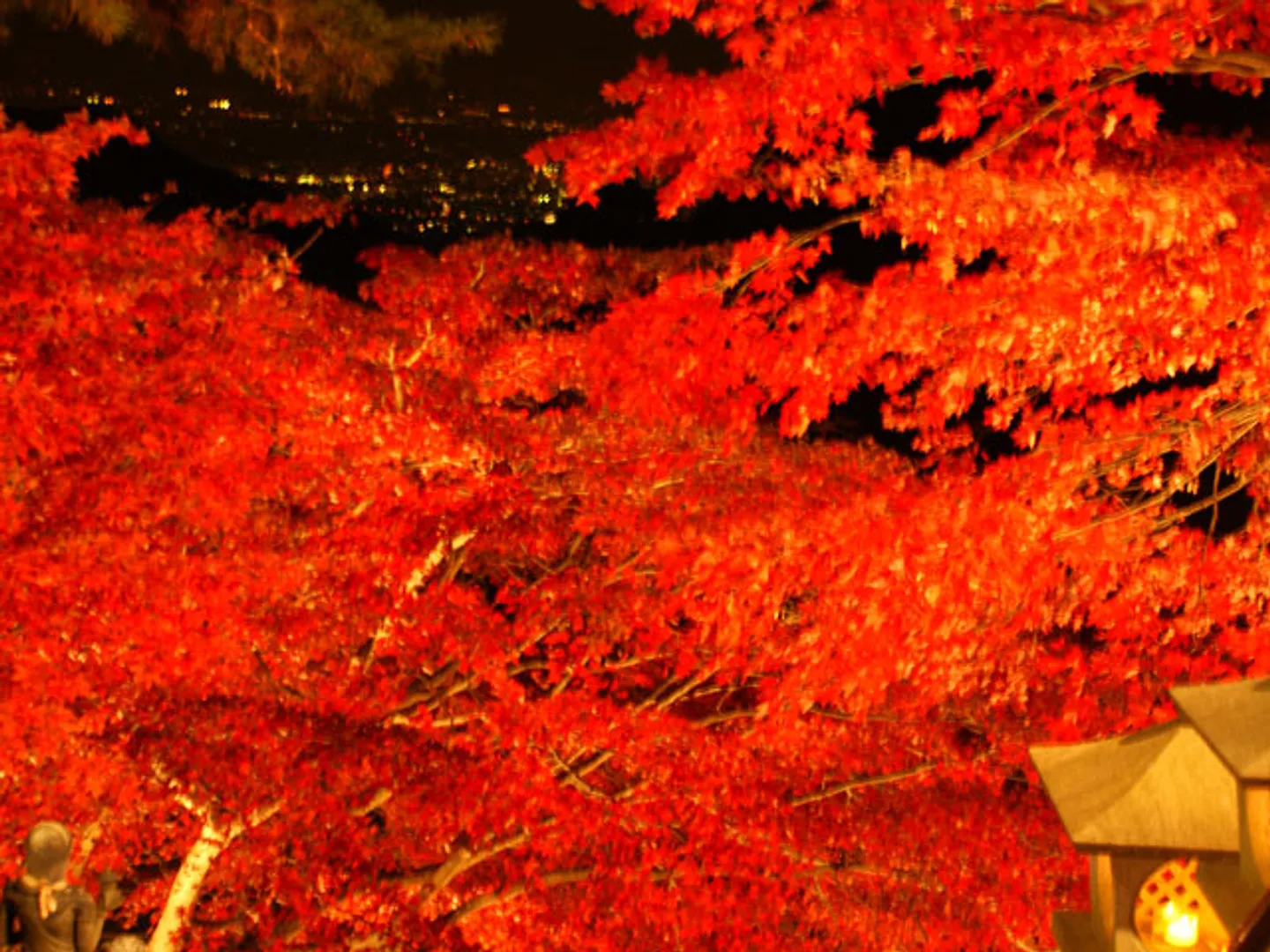 紅葉トンネル ライトアップ