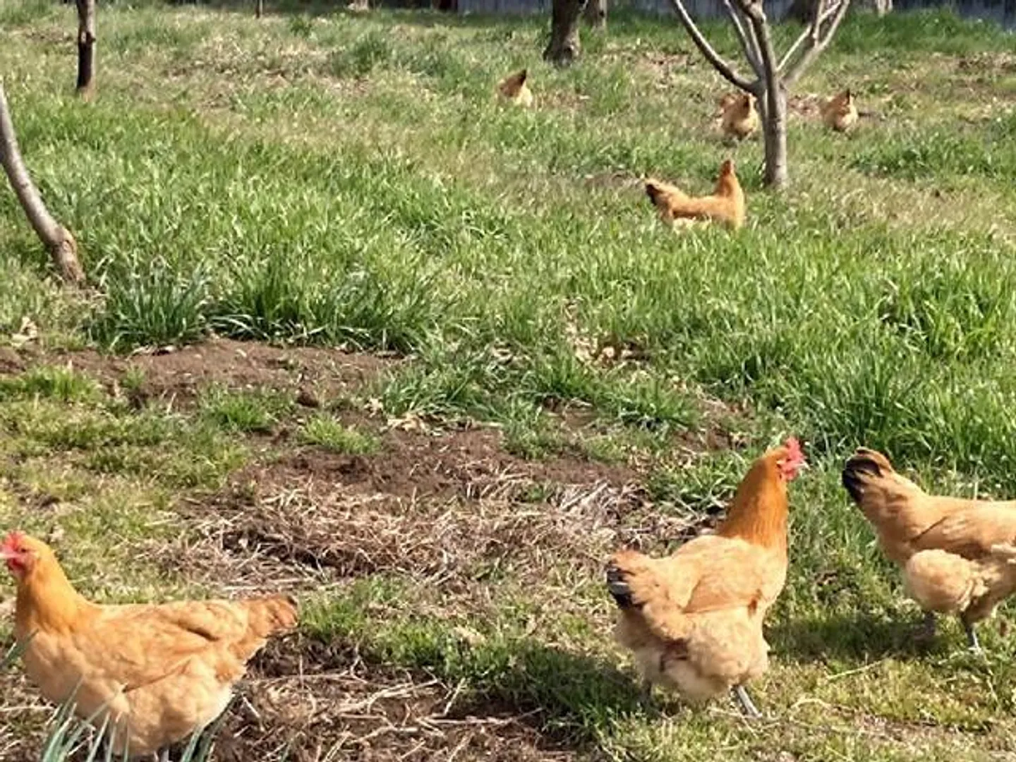 ストレスフリーのにわとりたち