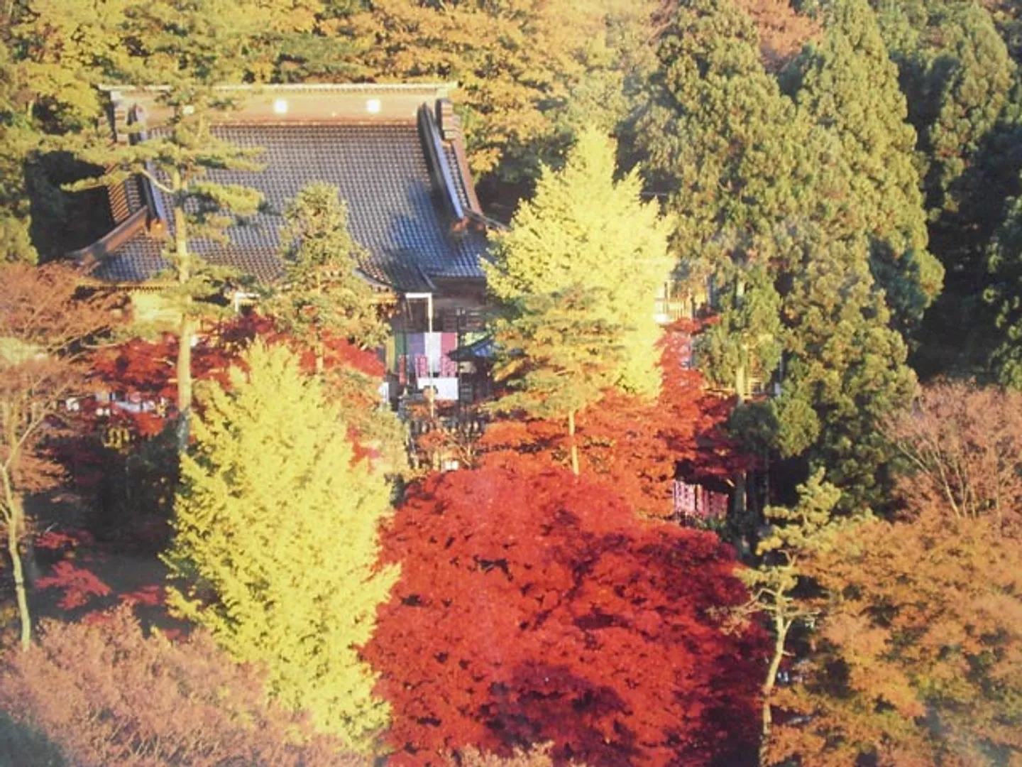 紅葉に包まれた大山寺全景