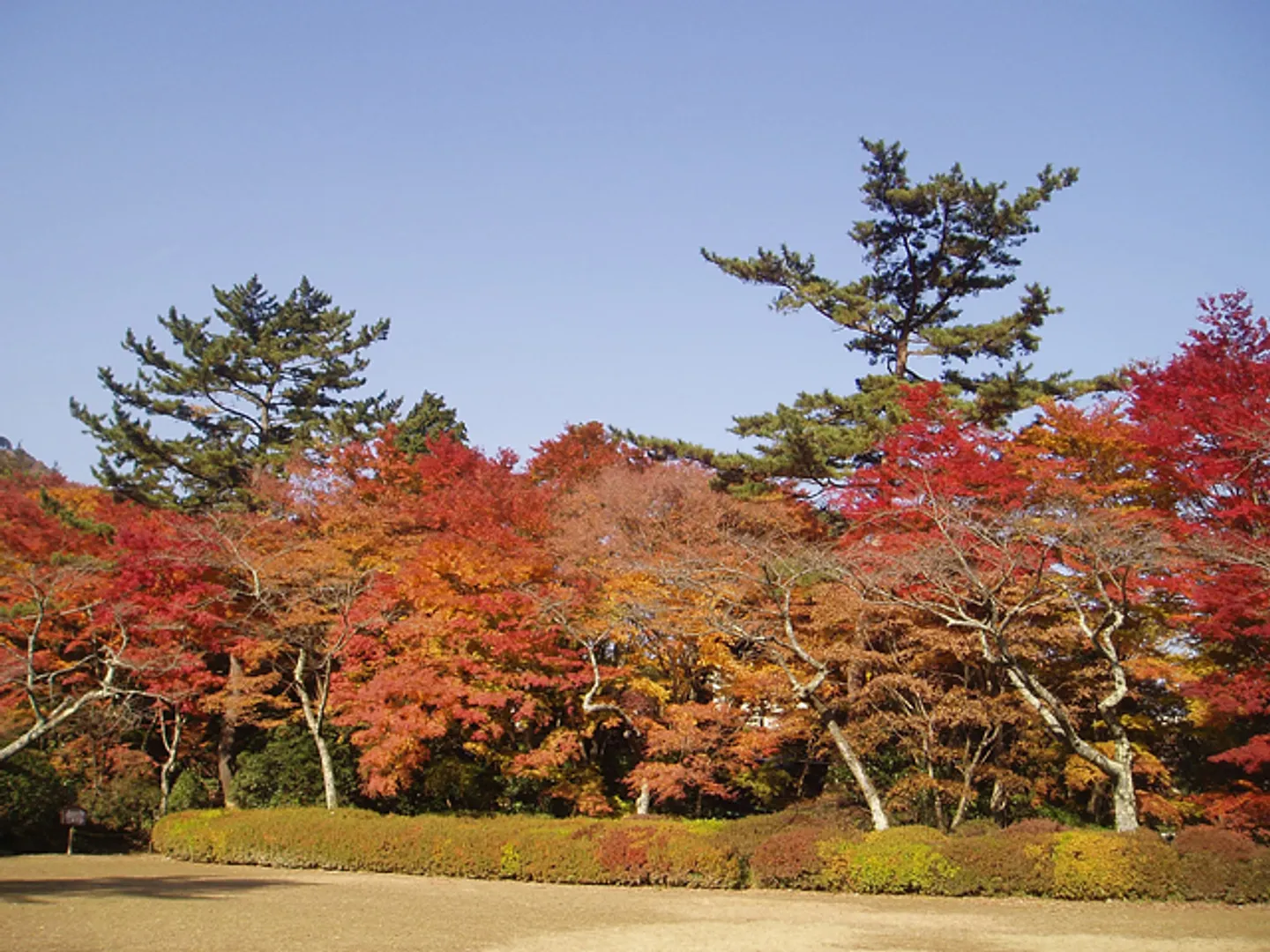 紅葉の見頃は、11月上旬から下旬