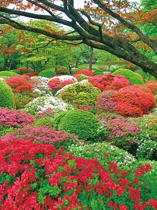 赤、白、ピンクに色づいたツツジが一面に広がる