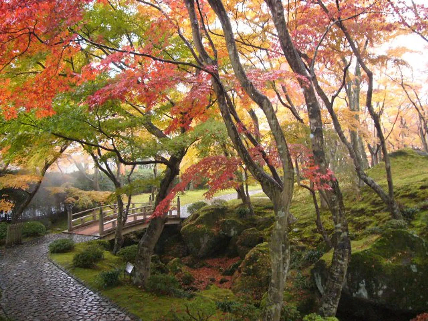 入口からの苔庭