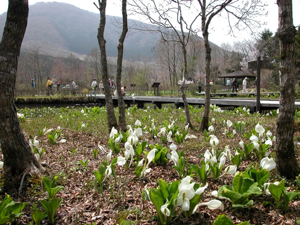 きれいに咲いた水芭蕉(3月下旬～4月上旬)