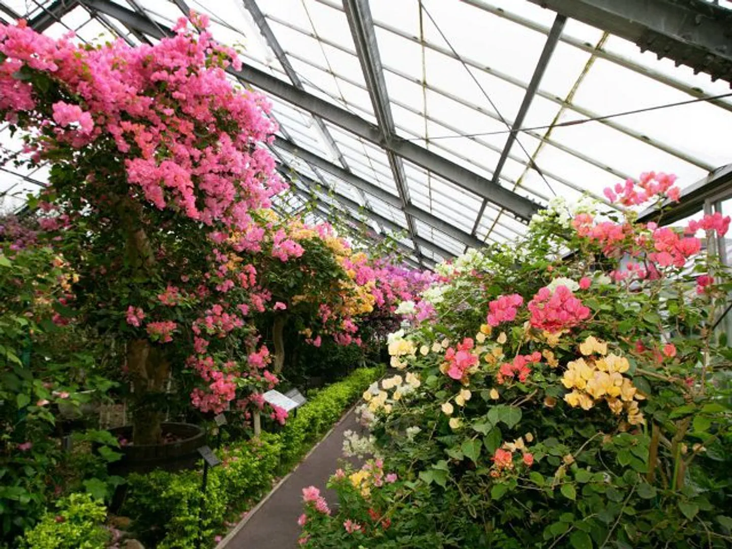 ブーゲンビレア館