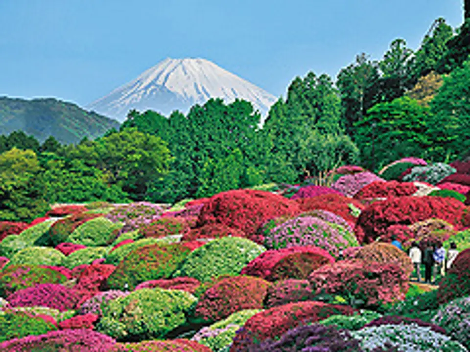ツツジ庭園越しの富士山