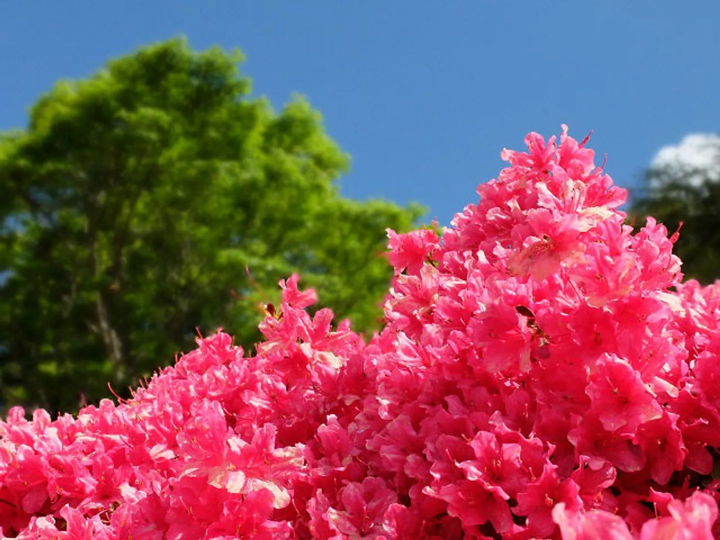 鮮やかなツツジ