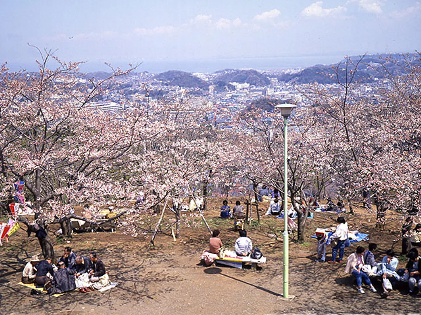 2000本を誇る県内屈指の桜の名所