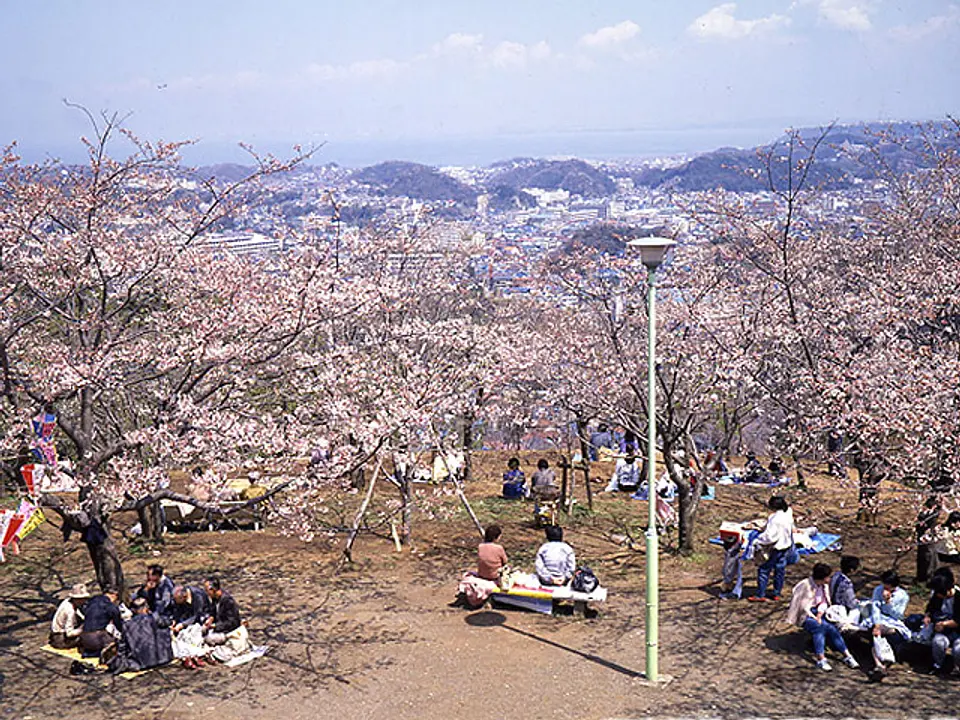 2000本を誇る県内屈指の桜の名所