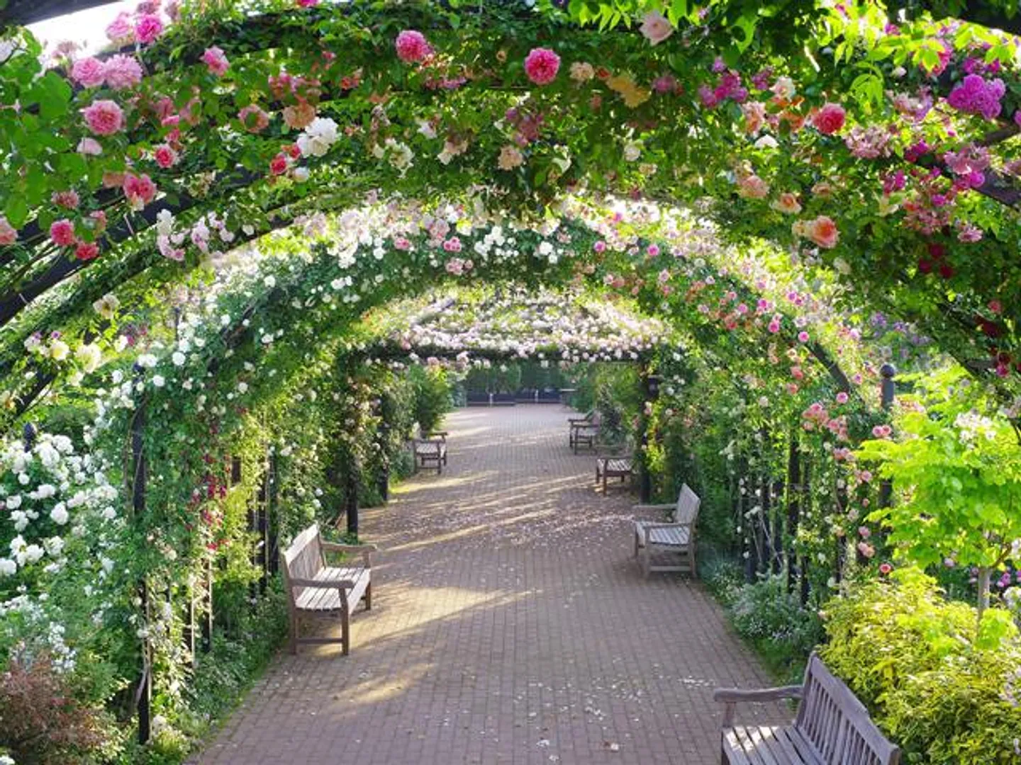 5月中旬から下旬に見頃を迎えるローズトンネル