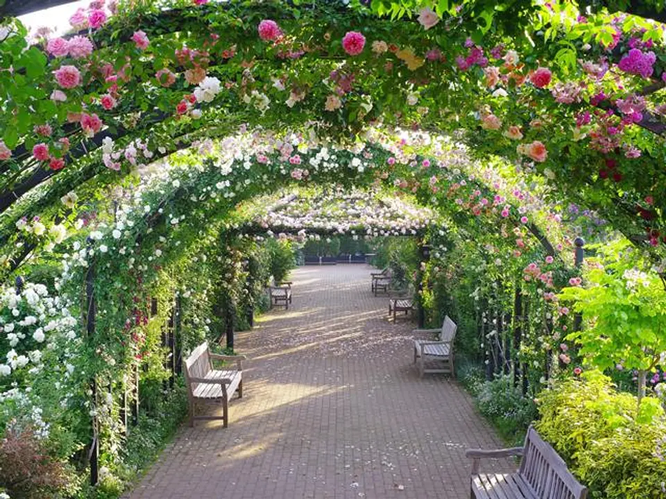 5月中旬から下旬に見頃を迎えるローズトンネル