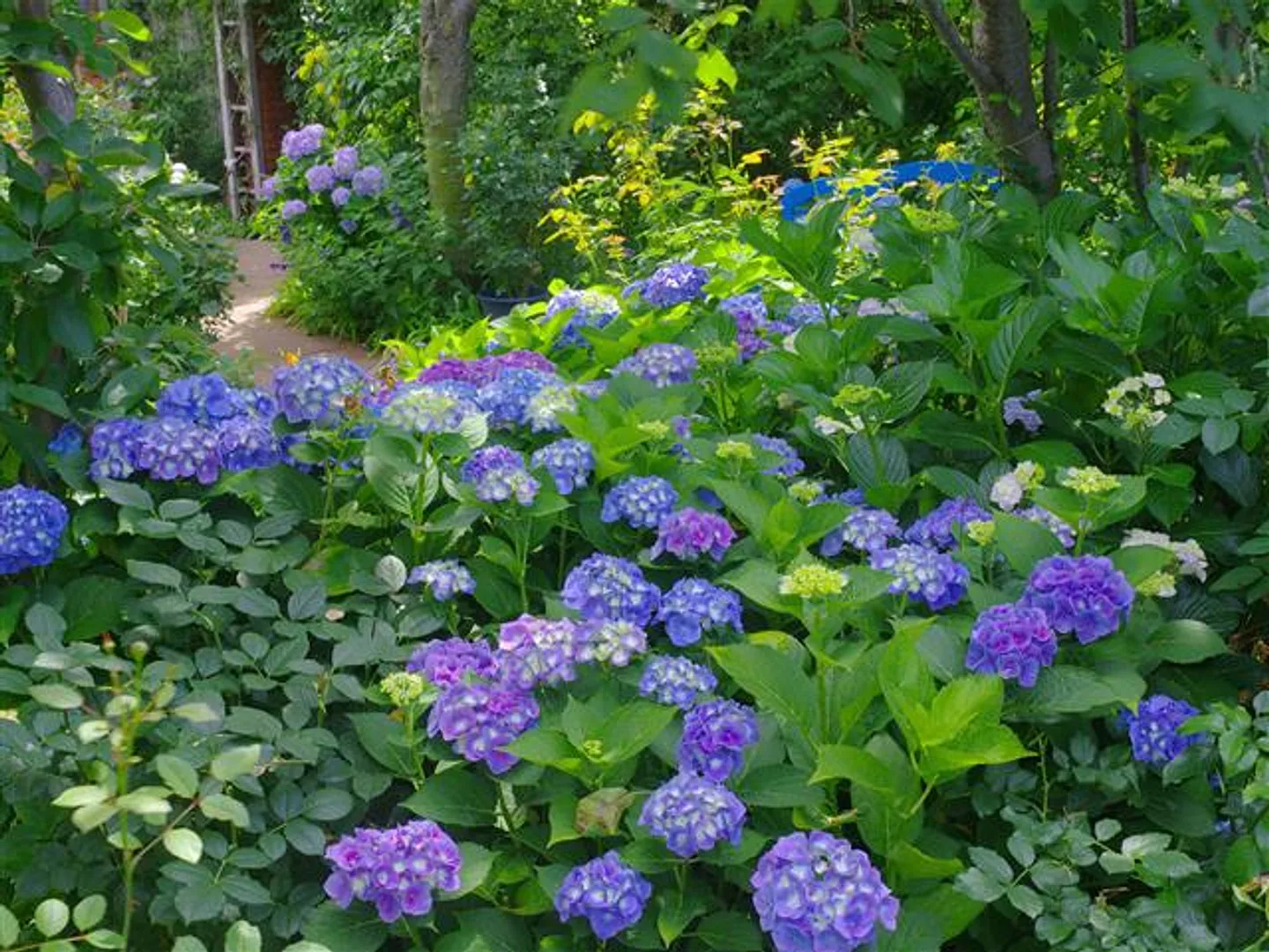 6月に見頃となるアジサイ