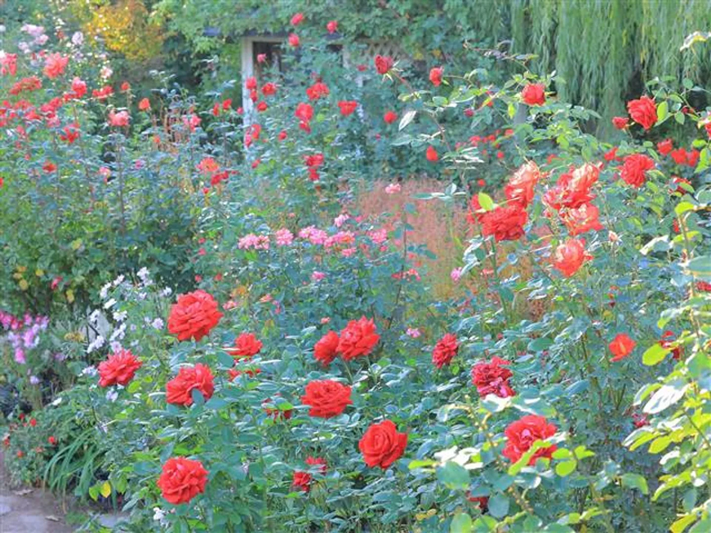 秋バラも楽しめる