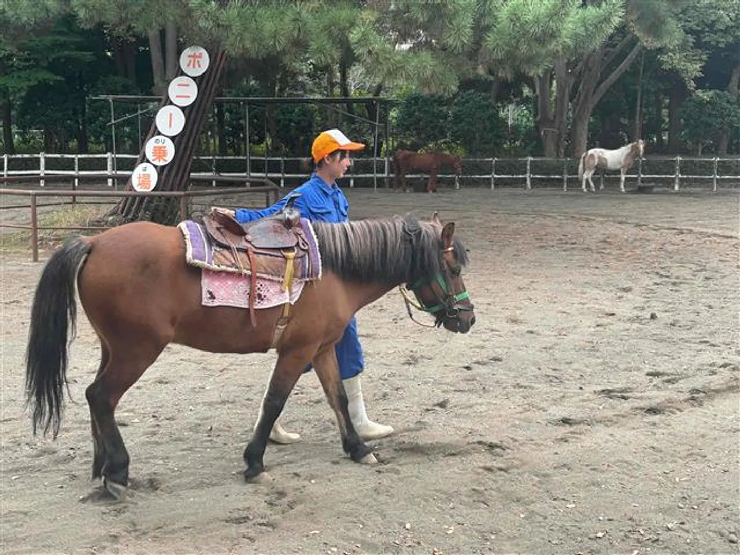 ポニー乗馬の様子
