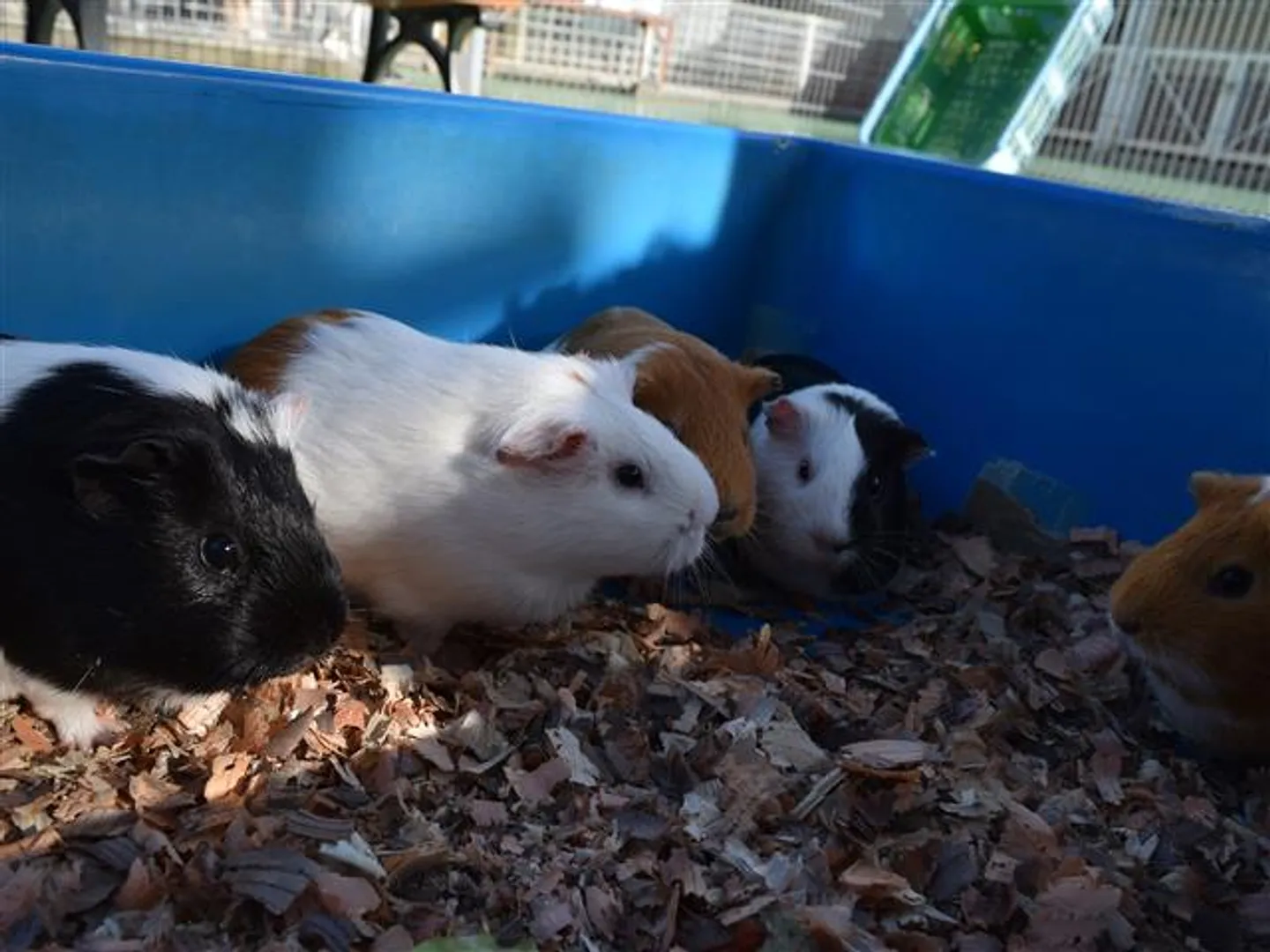 ふれあいコーナー