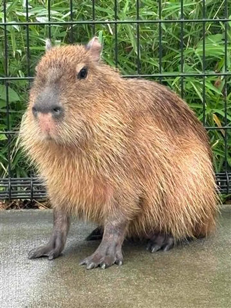 展示コーナーのカピバラ