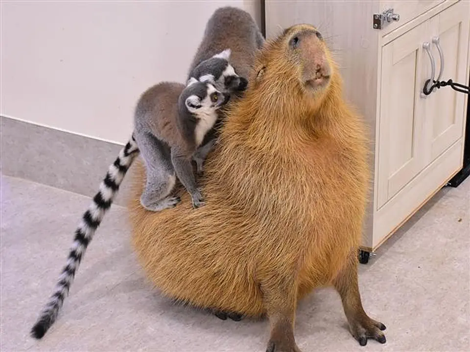 カピバラとワオキツネザルの部屋