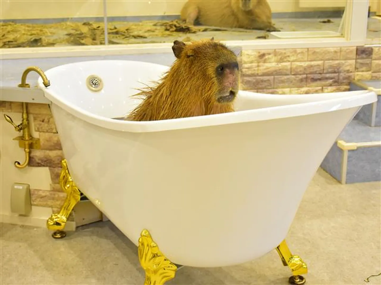 カピバラの猫足風呂