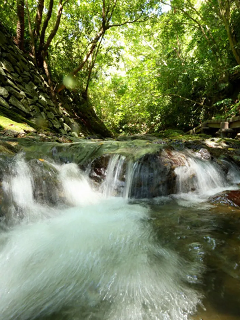 楠山からのわき水が集まる