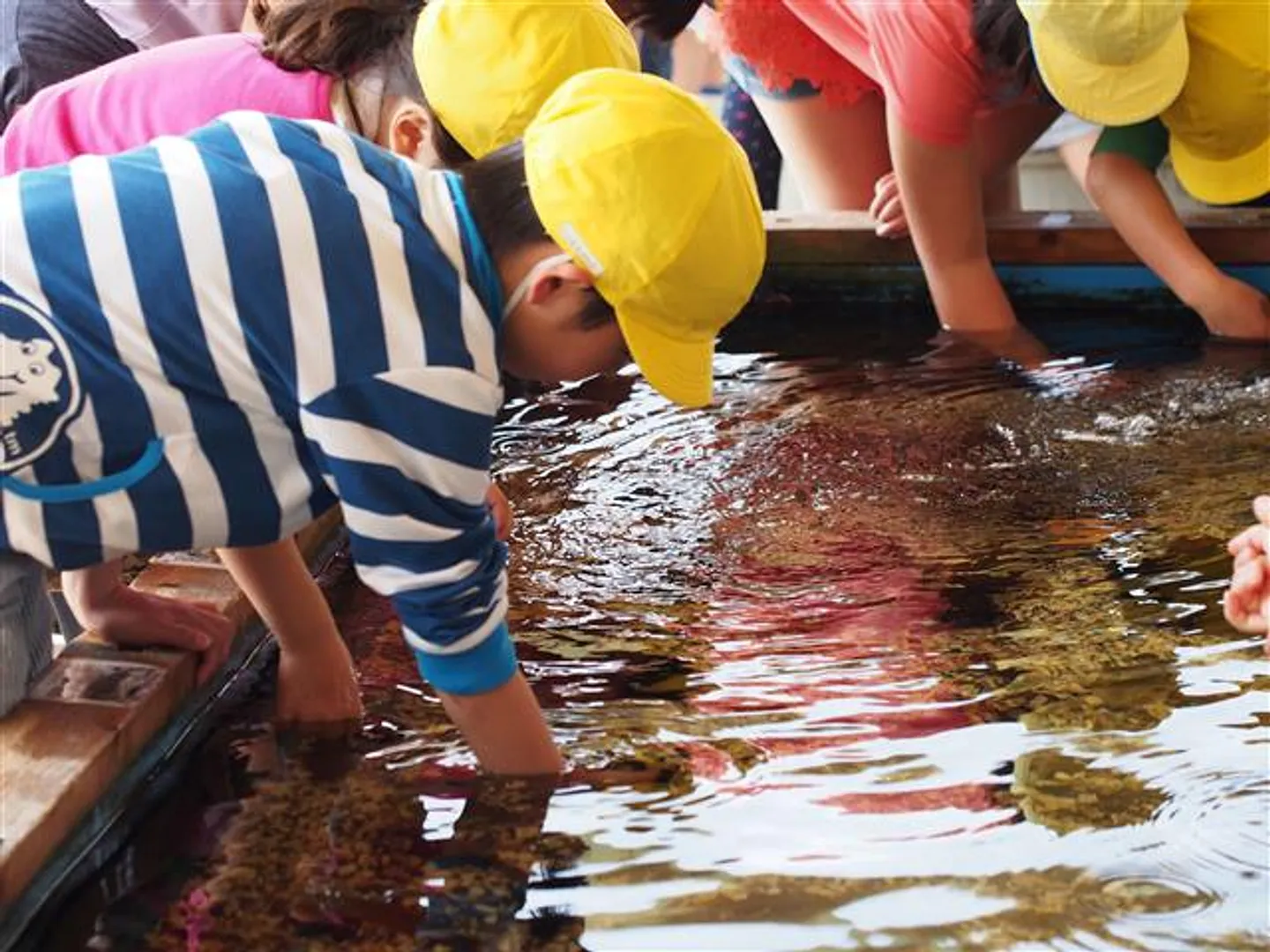 海の生き物にさわれるタッチプール