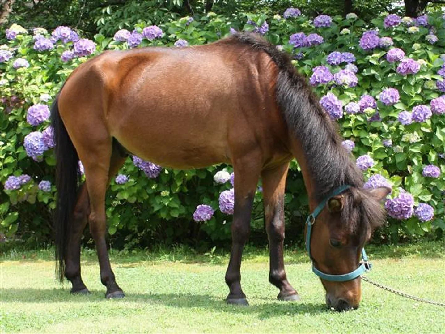 ポニーの放牧の様子