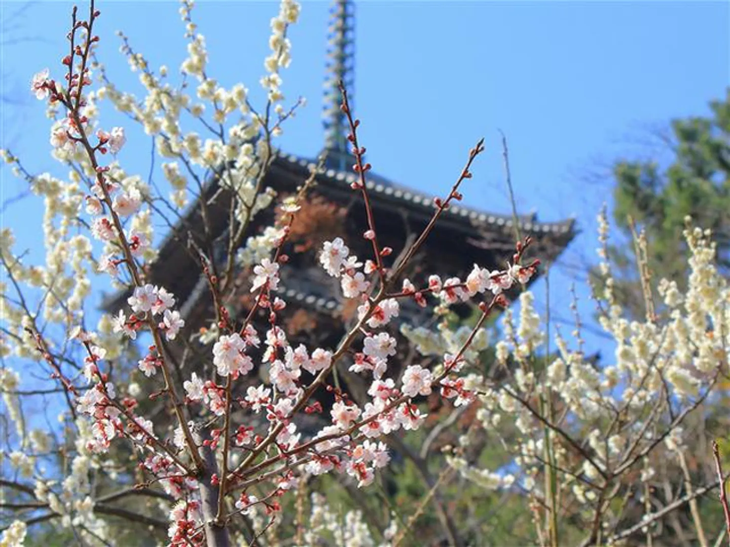 園内には500本ほどの梅があり2月～3月上旬が見頃