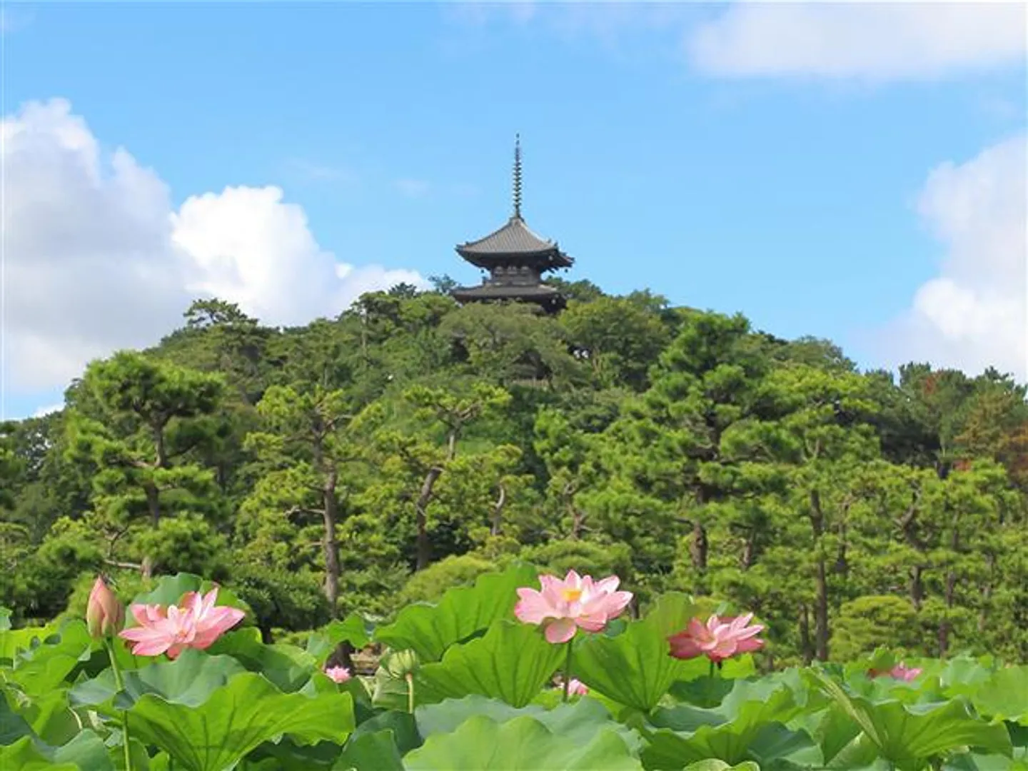 ハス 7月中旬～8月中旬の朝に咲いたばかりの蓮が観賞できる