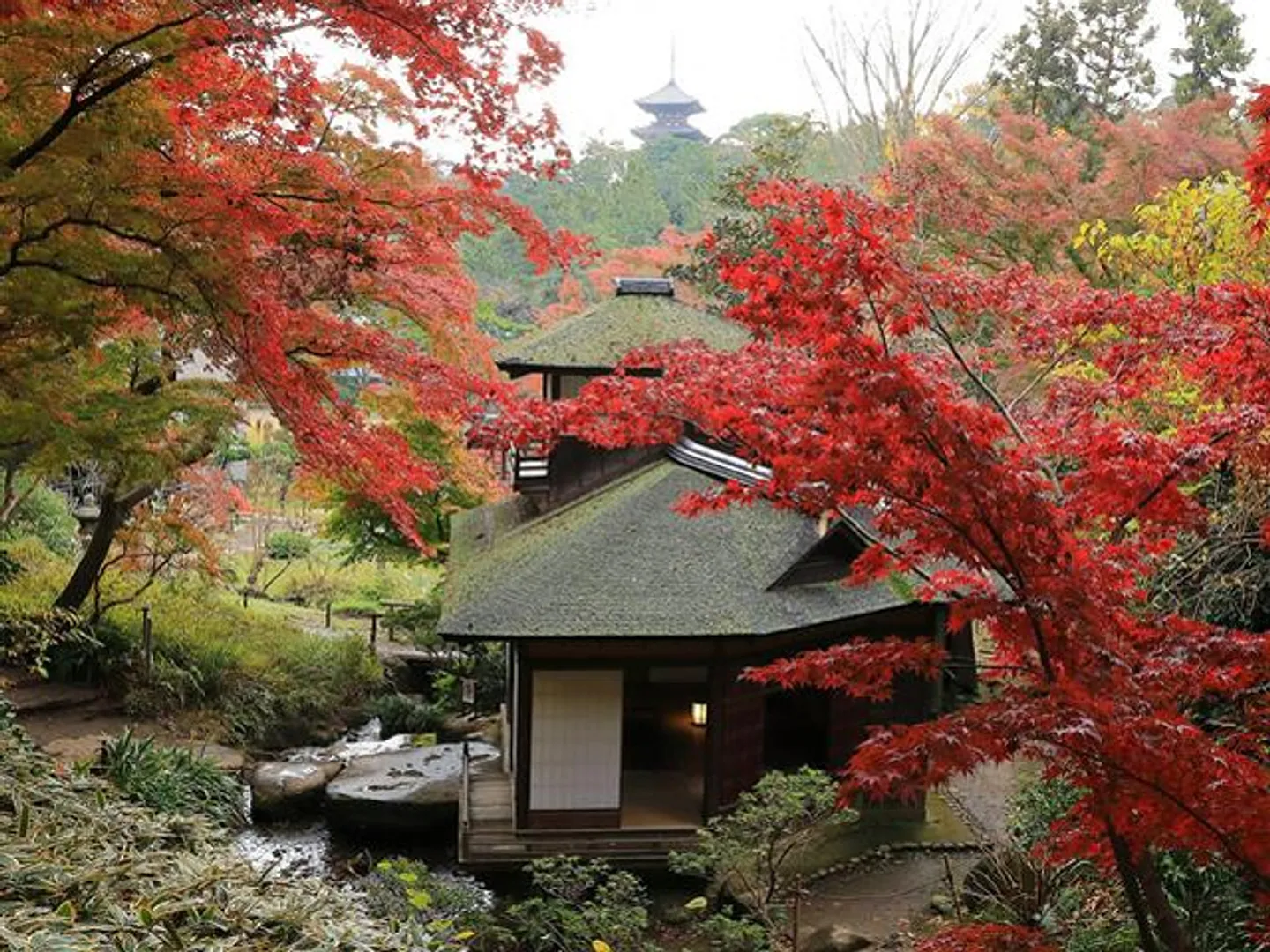 モミジ 11月下旬～12月中旬にかけて三重塔を遠望する紅葉の絶景が見どころ