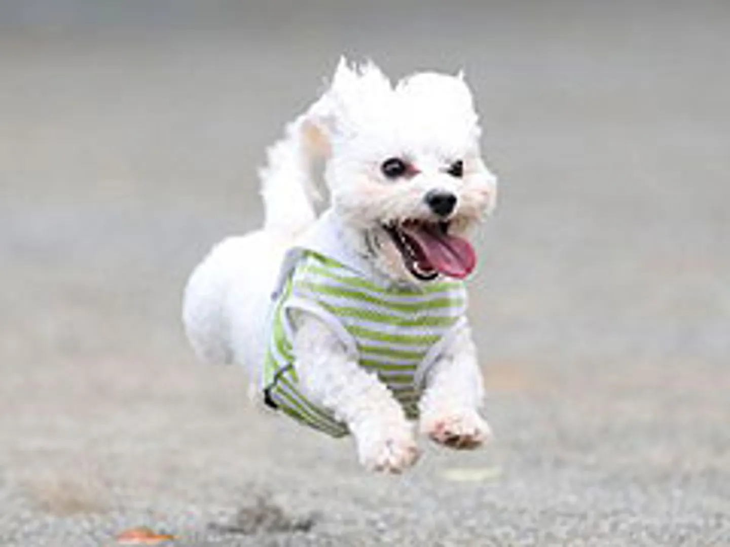 飛行犬撮影会などのイベントも定期的に開催