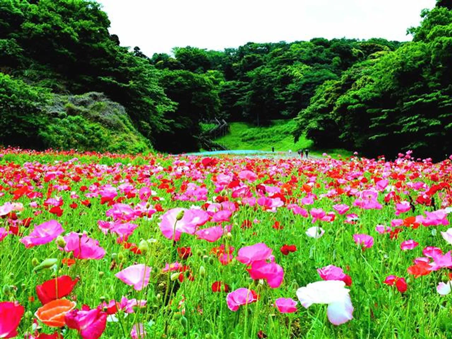 春のポピー園(シャーレポピー満開時)。見頃は5月上旬〜5月末