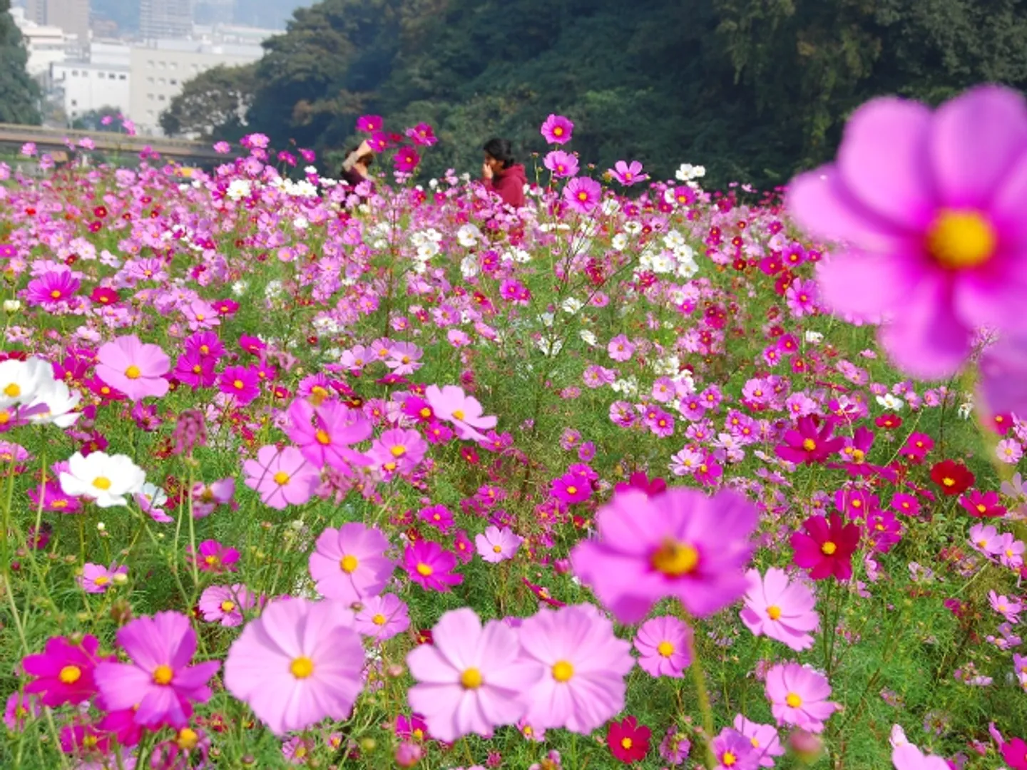 秋のコスモス(見頃は9月中〜10月下旬)