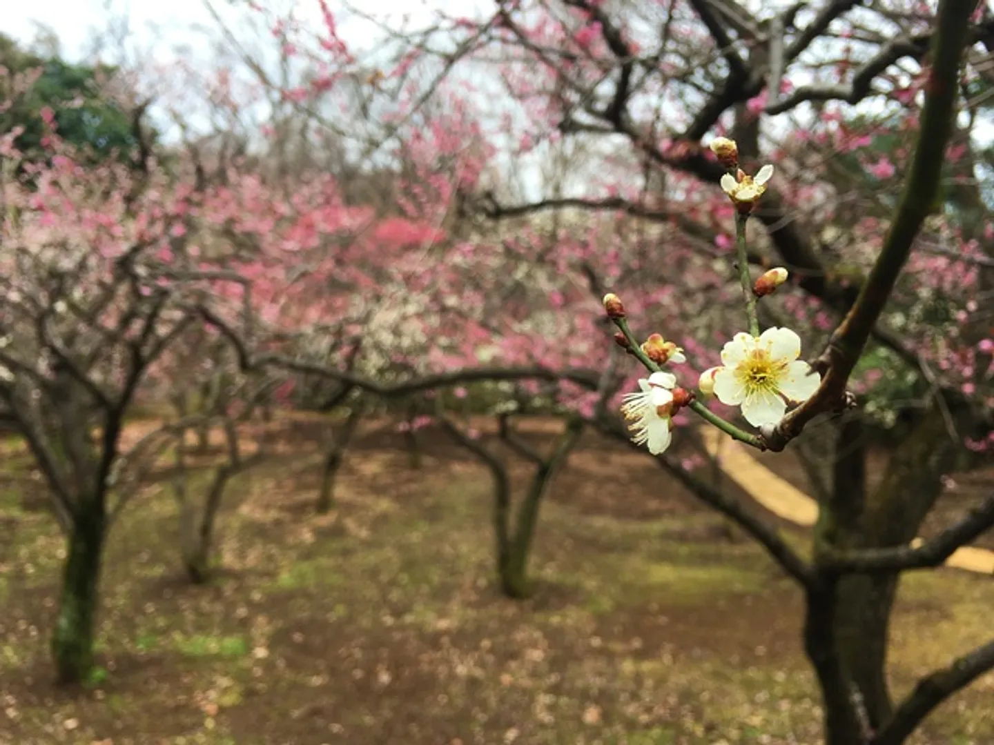 生田緑地・梅園