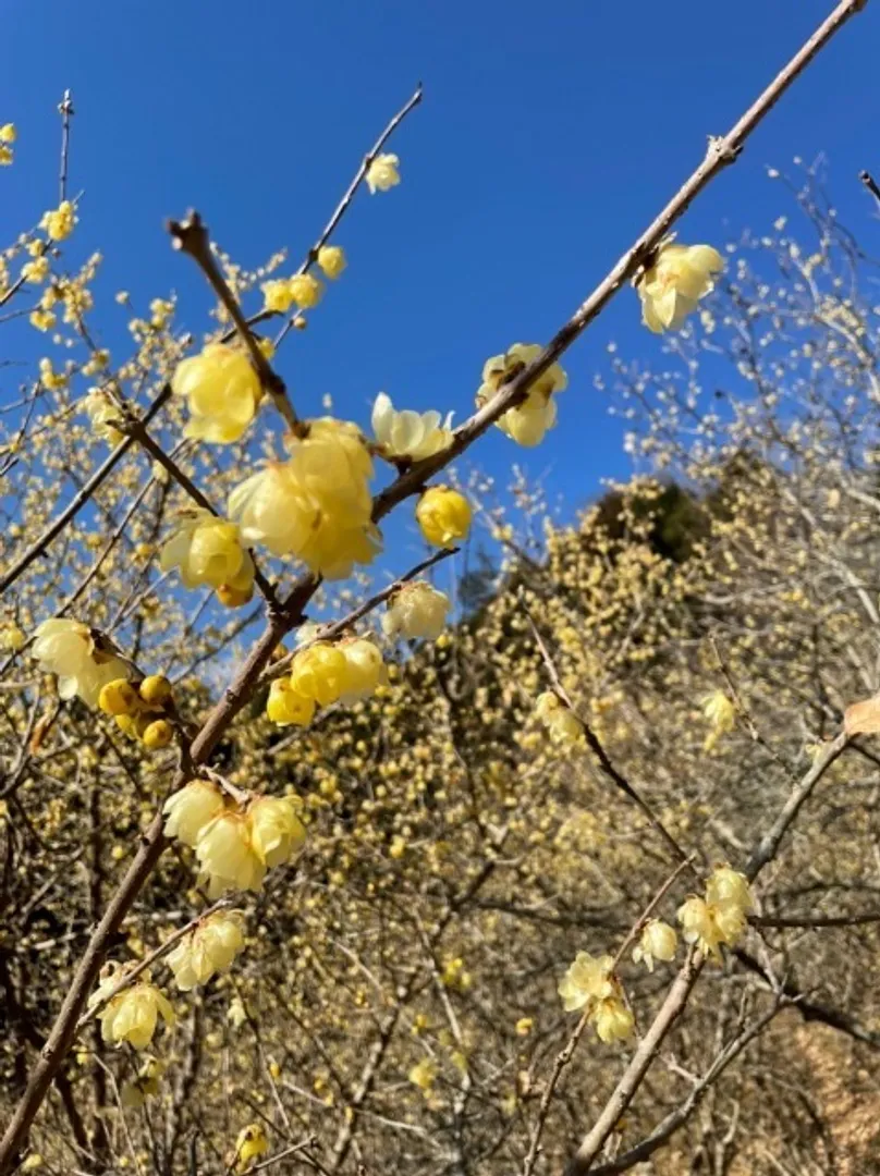 松田町観光協会