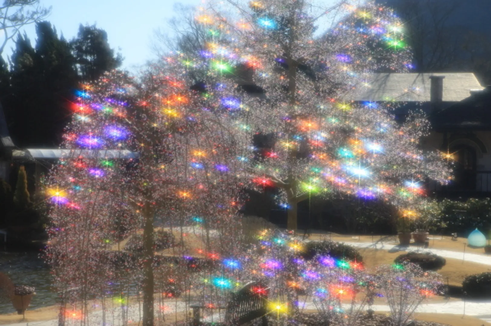 クリスタル・ガラスのサクラ