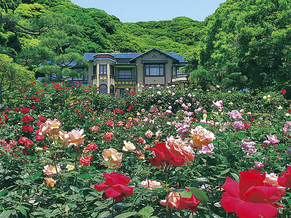 鎌倉にちなんだ名前のついたバラなどがある