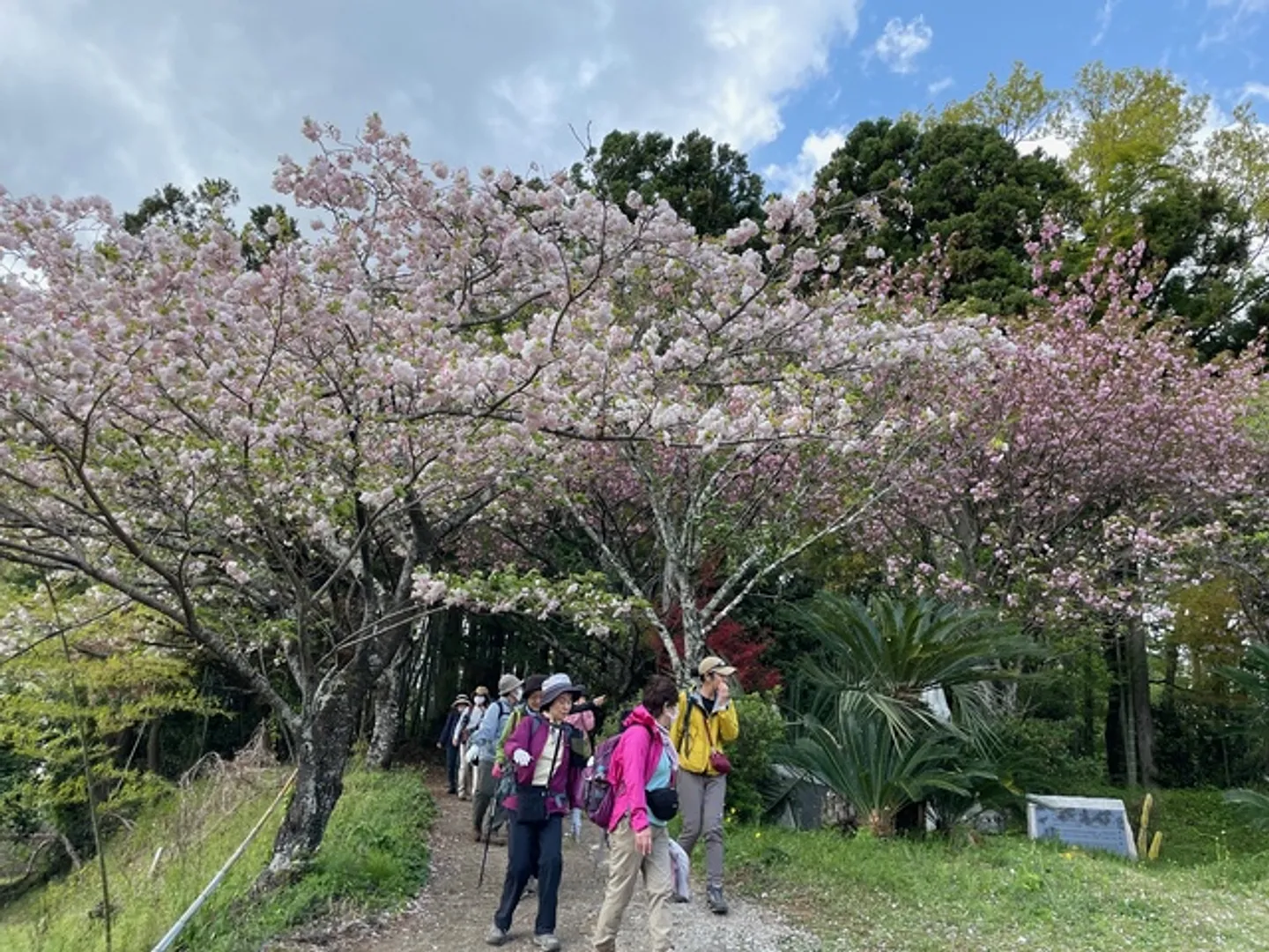 秦野市観光協会