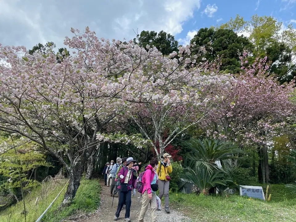 秦野市観光協会